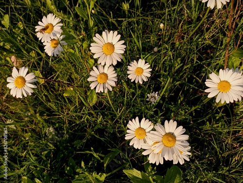 Beautiful white field daisies in a small group among the grass in the field. White chamomile flower. The subject of wildflowers and nature in summer