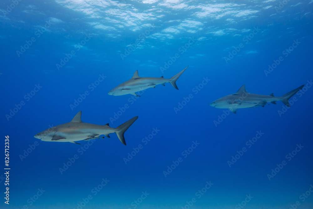 Sharks Underwater Sharks Underwater