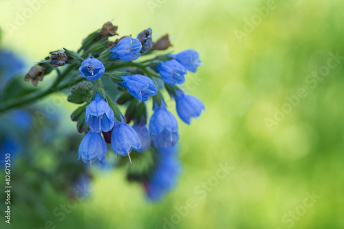 A branch of bluebells with lush green foliage against a blurred green background. 