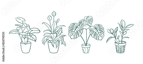 Set Exotic plant in a pot. Ficus, Syngonium, Monstera, Spathiphyllum. Home floriculture, house plants, hobby. Botanical Outline illustrations in hand drawn style. Vintage. stickers, design elements. © Любовь Кондратьева