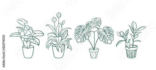 Set Exotic plant in a pot. Ficus, Syngonium, Monstera, Spathiphyllum. Home floriculture, house plants, hobby. Botanical Outline illustrations in hand drawn style. Vintage. stickers, design elements.