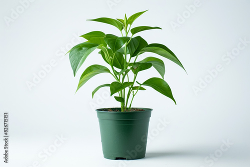 green plant from a pot with ground on a white background