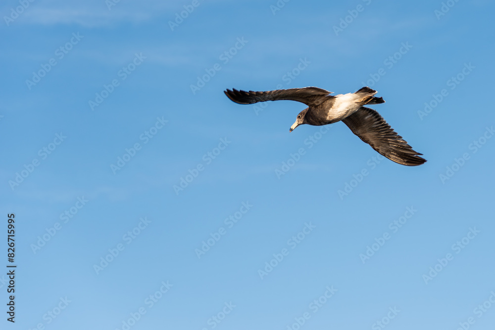 Obraz premium Seagull, Olrog's Gull, Larus Atlanticus, flying over the sea