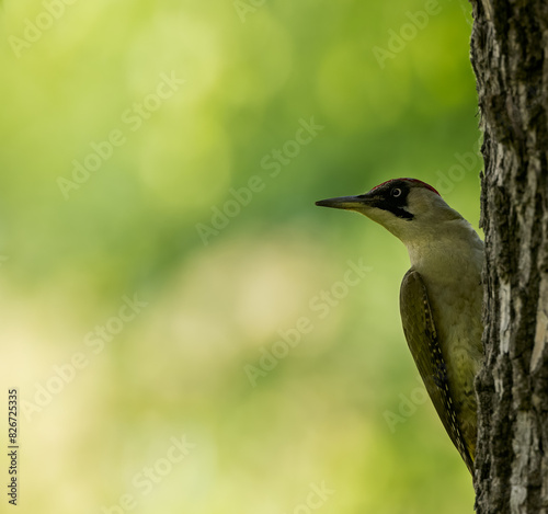 woodpecker on tree