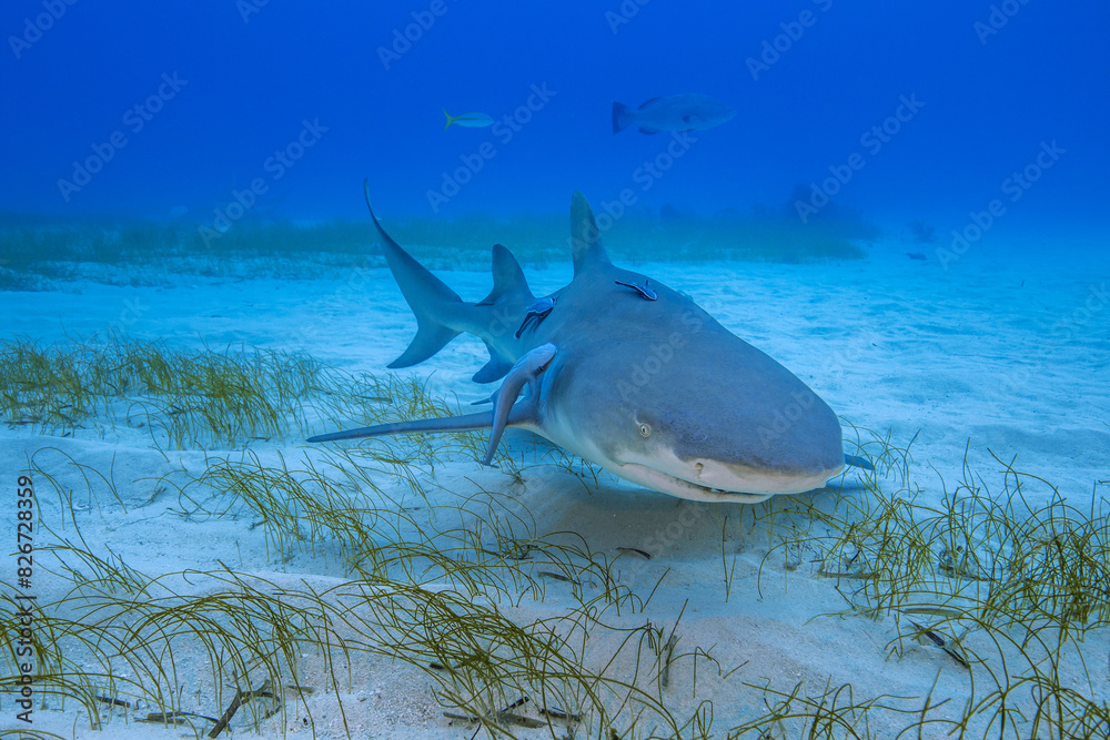 Fototapeta premium Sharks Underwater