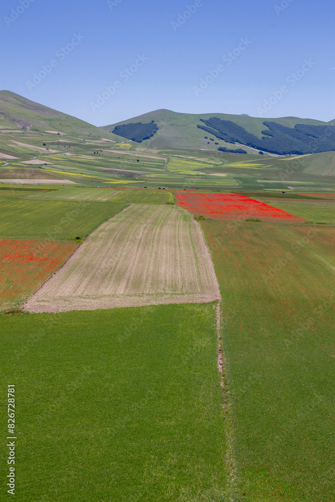 Fototapeta premium summer flowering in Castelluccio di Norcia 