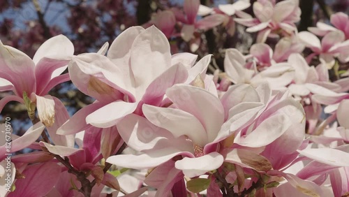 Magnolia flower pink color in bloom in spring nature at blooming season, slow motion