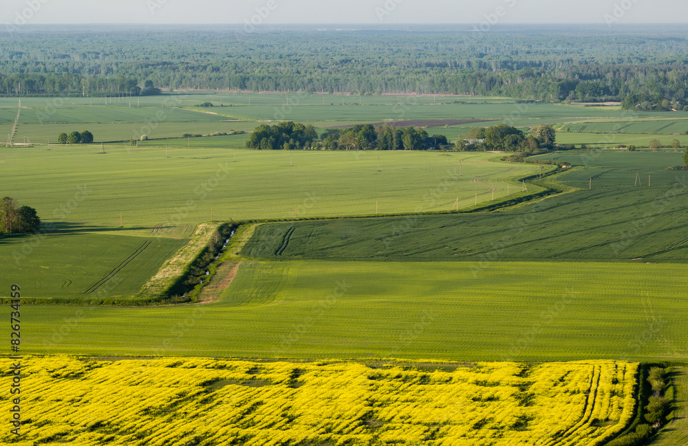 Fototapeta premium Rapeseed fields in the countryside of Zemgale, Latvian nature.