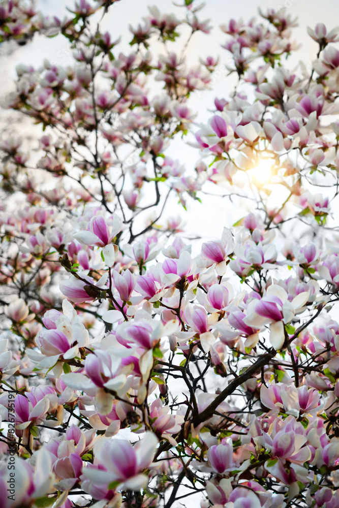 Fototapeta premium Stunning pink magnolia tree in full blossom under a clear blue sky, a symbol of springtime beauty