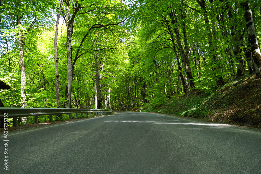 Obraz premium A paved road winds through a lush green forest with vibrant foliage and sunlight filtering through the trees, ground-level shot.