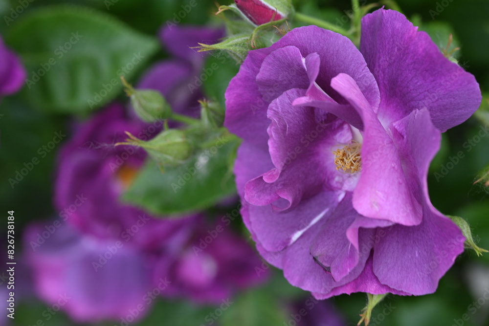 purple rose buds close up, violet rose flower head macro purple rose buds close up, violet rose flower head macro