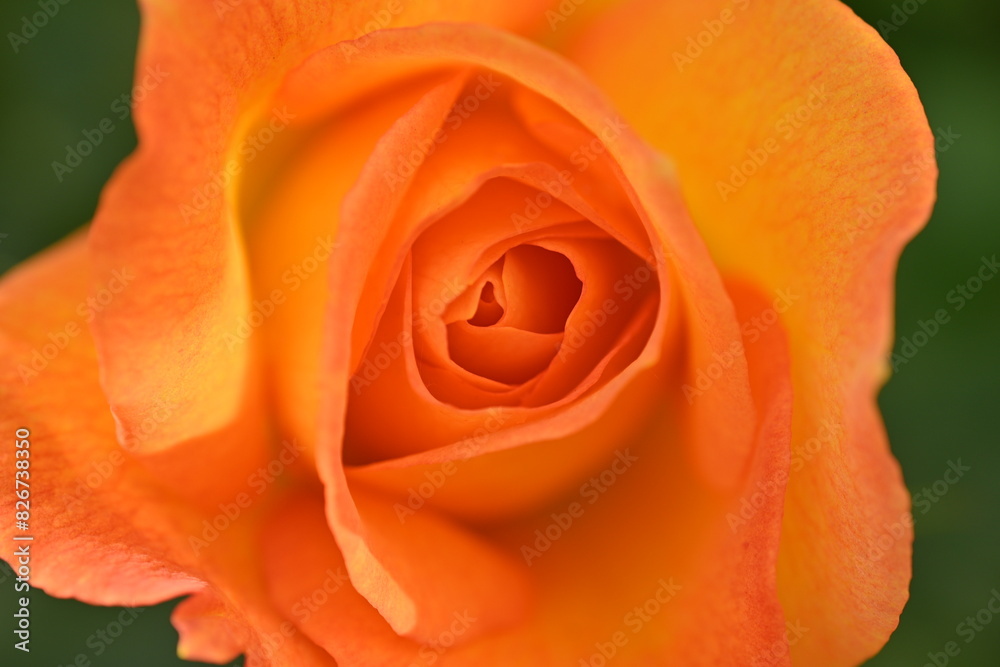 yellow rose buds close up, orange rose flower head macro yellow rose buds close up, orange rose flower head macro