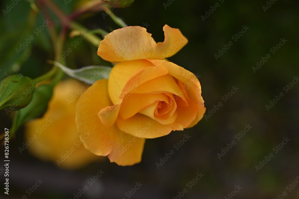 yellow rose buds close up, orange rose flower head macro yellow rose buds close up, orange rose flower head macro