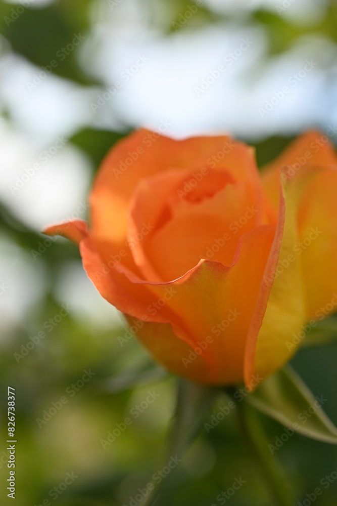 yellow rose buds close up, orange rose flower head macro yellow rose buds close up, orange rose flower head macro