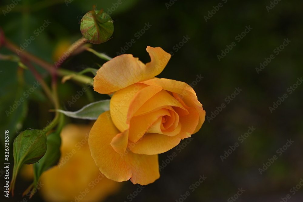 yellow rose buds close up, orange rose flower head macro yellow rose buds close up, orange rose flower head macro