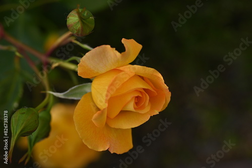 Fototapeta Naklejka Na Ścianę i Meble -  yellow rose buds close up,  orange rose flower head macro 