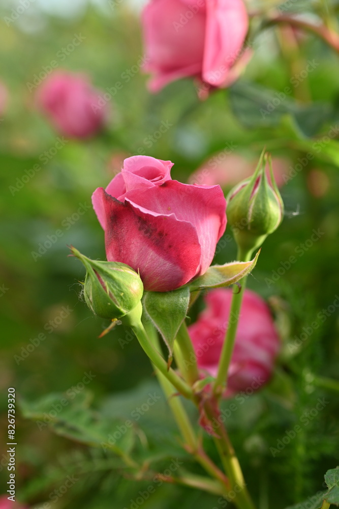 pink rose buds close up, light pink rose flower head macro pink rose buds close up, light pink rose flower head macro