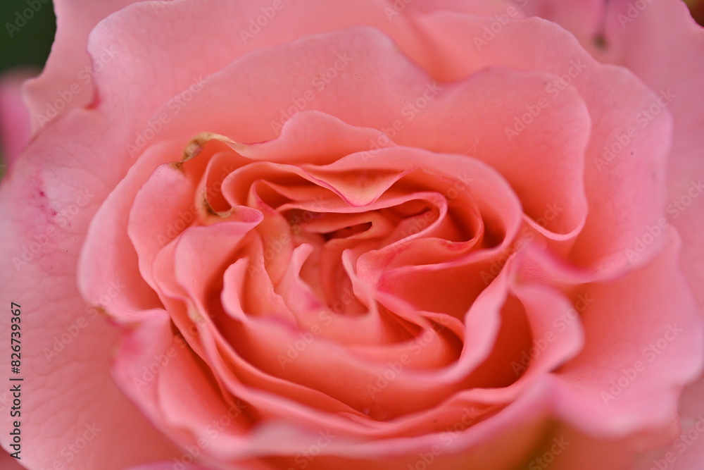 close-up rose flower as background, macro texture of rose flower petals close-up rose flower as background, macro texture of rose flower petals