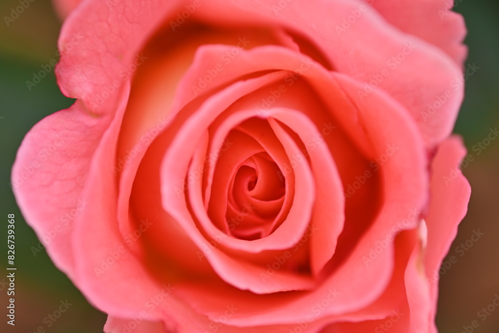 close-up rose flower as background, macro texture of rose flower petals close-up rose flower as background, macro texture of rose flower petals