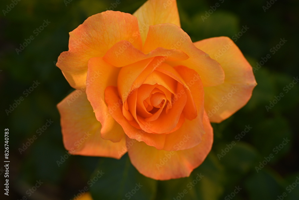 yellow rose buds close up, orange rose flower head macro yellow rose buds close up, orange rose flower head macro