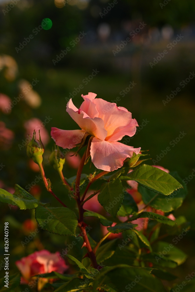 pink rose buds close up, light pink rose flower head macro pink rose buds close up, light pink rose flower head macro