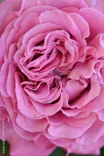 pink close up rose flower as a background top photo, macro rose flower as a background