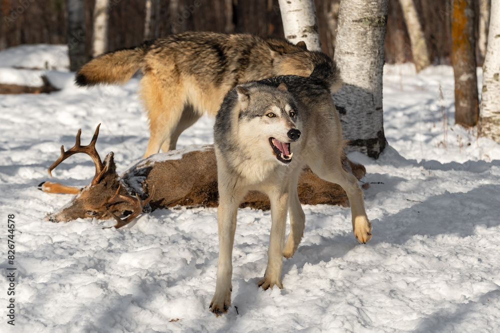 Grey Wolf (Canis lupus) Steps Forward From Buck Carcass Mouth Open Winter