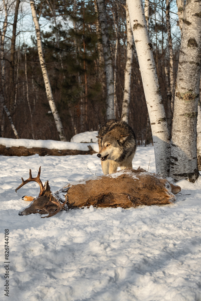 Grey Wolf (Canis lupus) Mouth Open Ears Laid Back Over Buck Carcass Winter