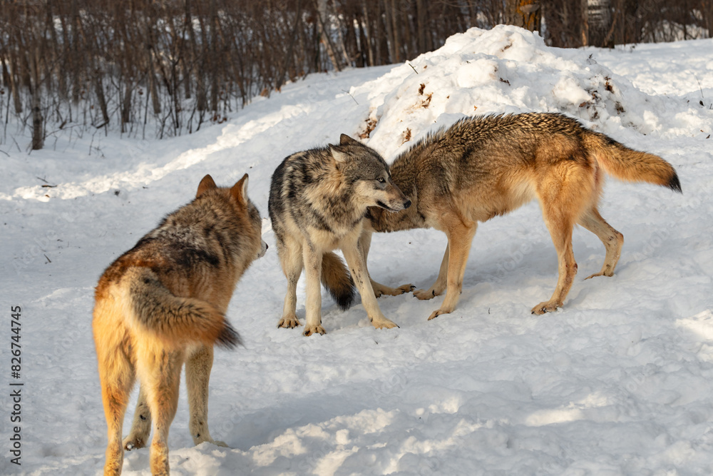 Grey Wolves (Canis lupus) Come Together to Sniff Winter