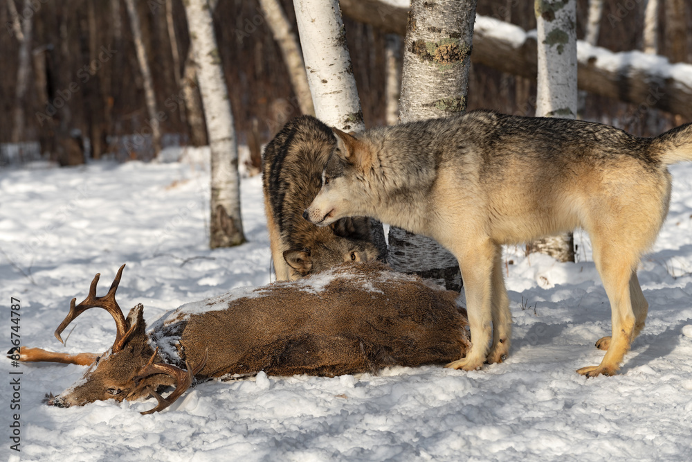 Grey Wolf (Canis lupus) Stands Over Body of Buck Staring to the Left Winter