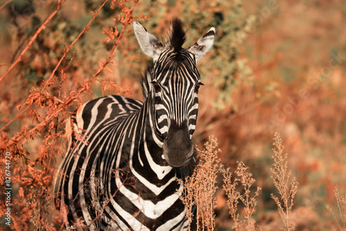 A Plains Zebra, Equus Quagga, in the Pilanesberg National Park in South Africa photo