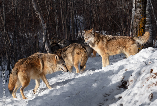 Obraz na płótnie Grey Wolf Pack (Canis lupus) Mingle in the Snow Winter w salonie