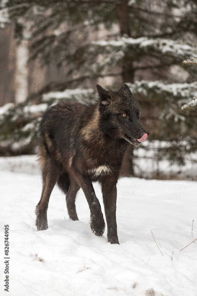 Black Phase Grey Wolf (Canis lupus) Steps Right Ears Back Licking Nose Winter