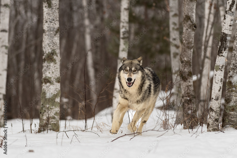 Grey Wolf (Canis lupus) Runs Out of Forest Ears Back Winter