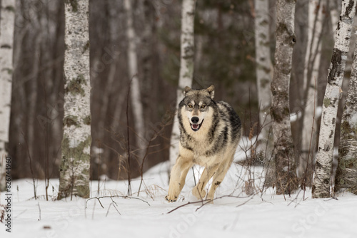 Obraz na płótnie Grey Wolf (Canis lupus) Runs Out of Forest Ears Back Winter w salonie