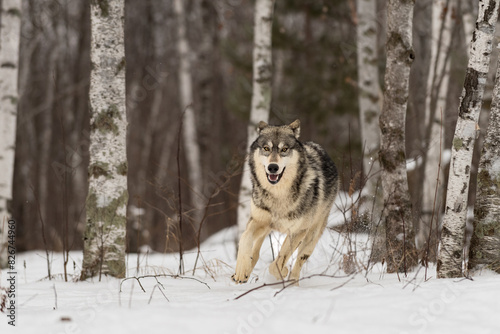 Grey Wolf  Canis lupus  Runs Out of Forest Ears Back Winter