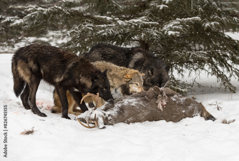 Grey Wolves (Canis lupus) Look Up Over White-Tail Deer Carcass Winter