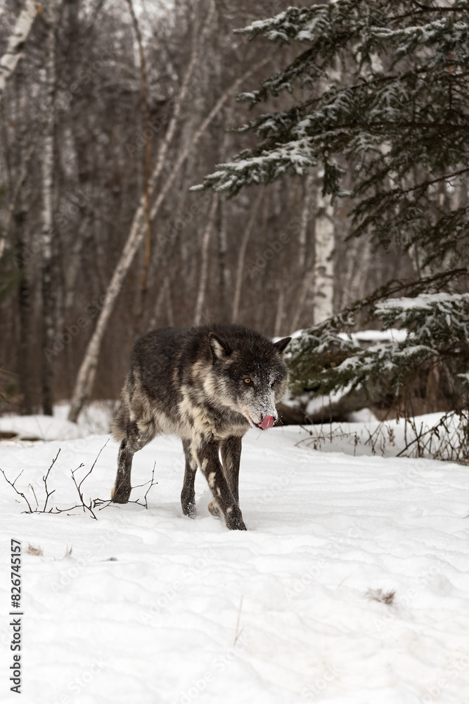 Black Phase Grey Wolf (Canis lupus) Steps Forward Licking Nose Winter