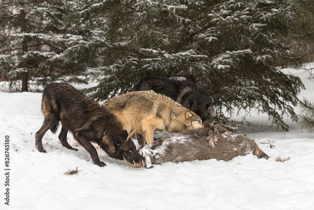 Grey Wolves (Canis lupus) Sniff and Chew at White-Tail Deer Carcass Winter