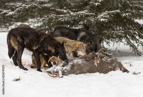 Obraz na płótnie Grey Wolves (Canis lupus) Look Up Over White-Tail Deer Carcass Winter w salonie