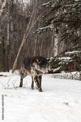 Obraz na płótnie Black Phase Grey Wolf (Canis lupus) Steps Forward Licking Nose Winter w salonie