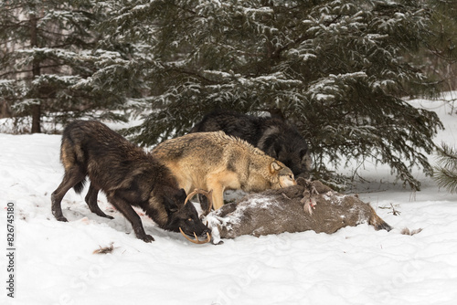 Obraz na płótnie Grey Wolves (Canis lupus) Sniff and Chew at White-Tail Deer Carcass Winter w salonie