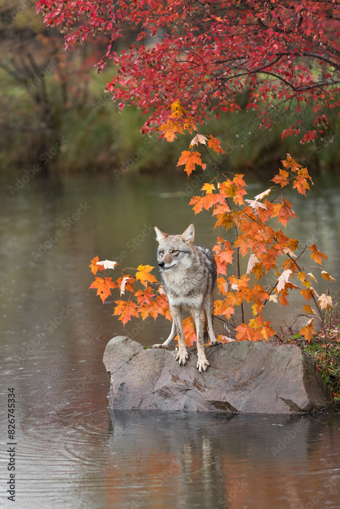 Coyote (Canis latrans) Perched on Rock Ears to Sides Autumn