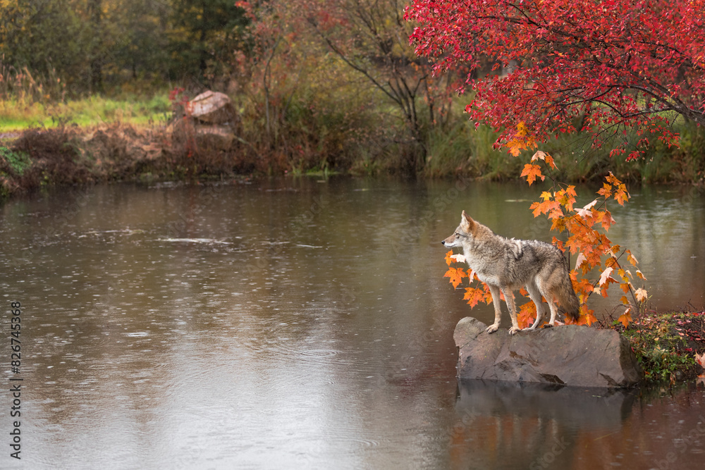 Coyote (Canis latrans) Looks Out Across Water From Rock Autumn