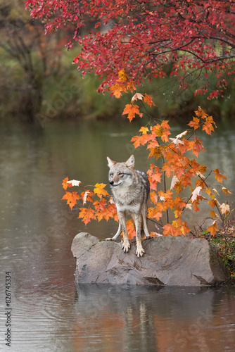Obraz na płótnie Coyote (Canis latrans) Perched on Rock Ears to Sides Autumn w salonie