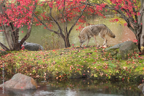Coyote (Canis latrans) Sniffs Along Ridge of Island Autumn