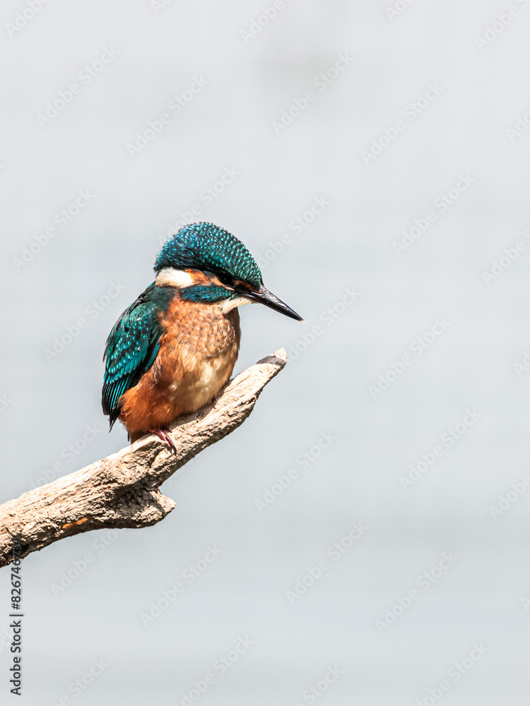 Fototapeta premium Eisvogel (Alcedo atthis) beim Fischfang