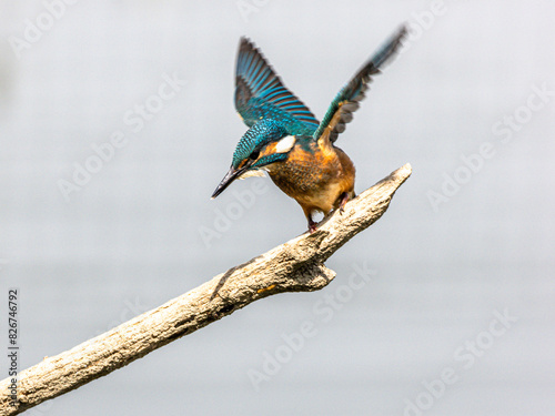 Schilderij op canvas Eisvogel (Alcedo atthis) beim Fischfang