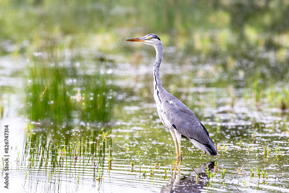 Naklejka premium Graureiher Ardea cinerea auf Futtersuche im flachen Wasser