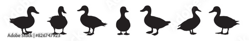 A set of black silhouettes isolated of ducks. Ducks vector illustration. Ducks art work. photo
